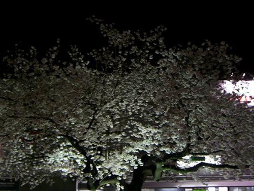 ライトアップ夜桜＠仙川