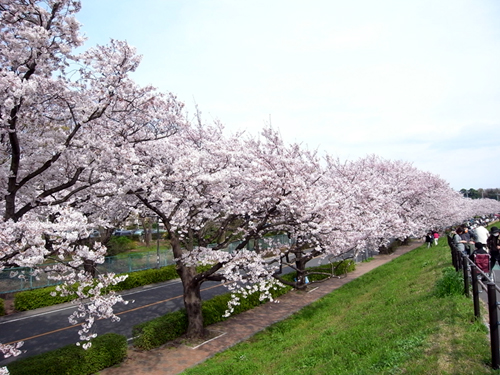 満開の桜並木＠多摩川