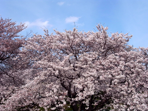 満開の桜並木＠多摩川