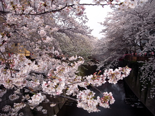 満開の桜並木＠目黒川
