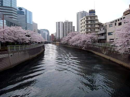 満開の桜並木＠目黒川