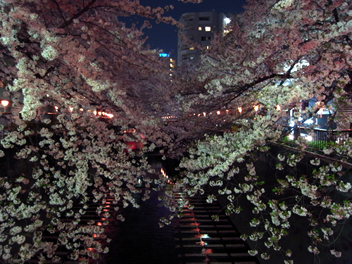 満開の夜桜＠目黒川