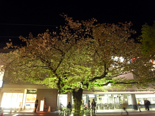 夜桜＠仙川
