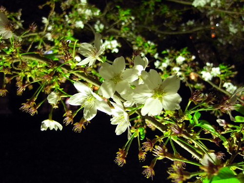 夜桜＠仙川