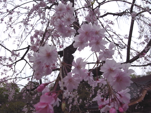 深大寺のしだれ桜