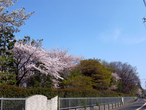 松沢病院の桜並木