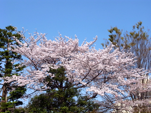 松沢病院の桜並木
