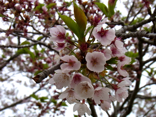 日和山公園─遅咲きの八重桜と、見ごろのツツジ園