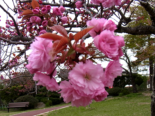 日和山公園─遅咲きの八重桜と、見ごろのツツジ園