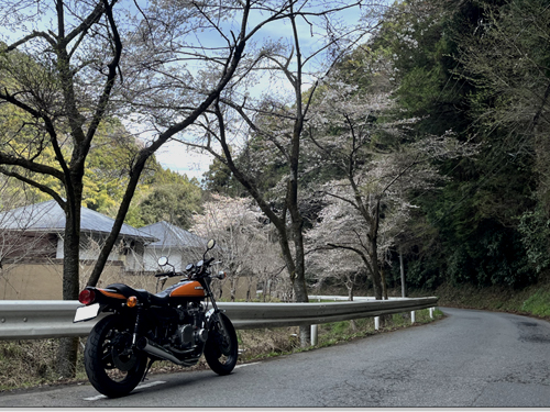 桜 2025 桜 2025