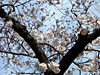 多摩川べりの桜並木はまだ五分咲き