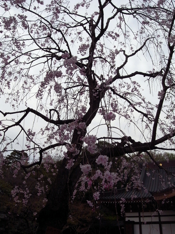 深大寺のしだれ桜