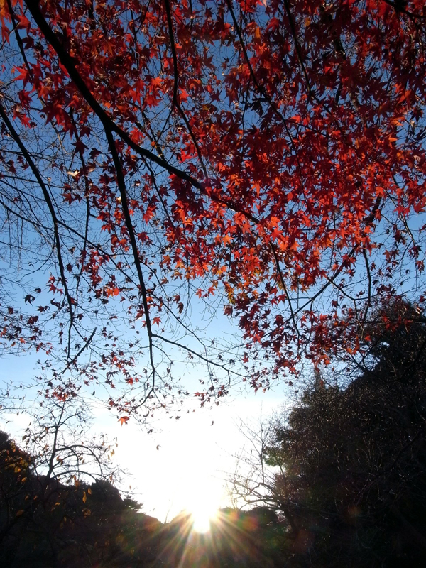 Autumn color at 新宿御苑