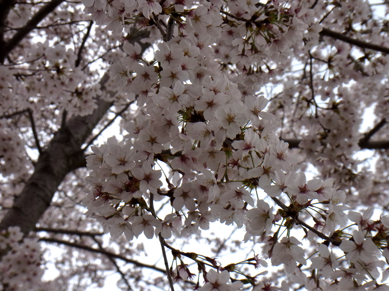 桜＠武蔵野の森公園