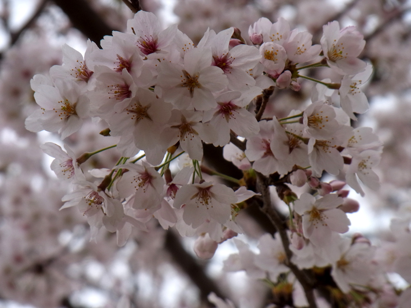 桜＠武蔵野の森公園