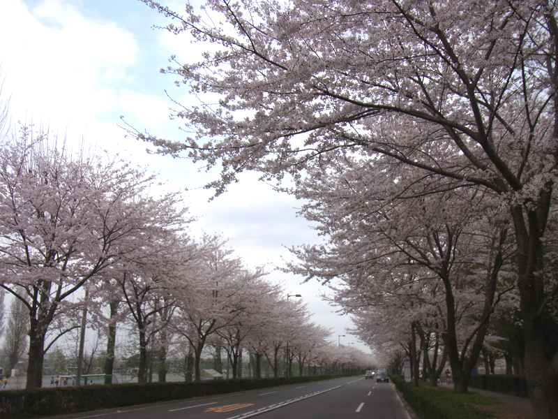 桜＠武蔵野の森公園