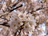 桜＠多摩川