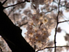 桜＠多摩川