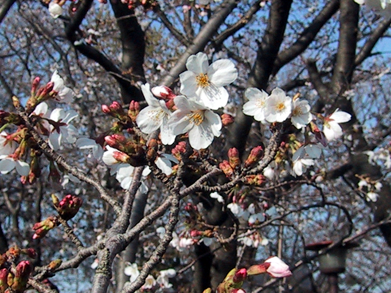 多摩川縁の桜並木。