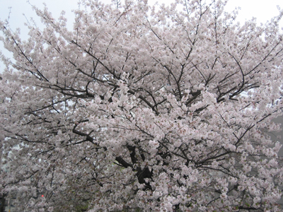 陽桜、播磨坂にて。