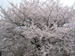 陽桜、播磨坂にて。