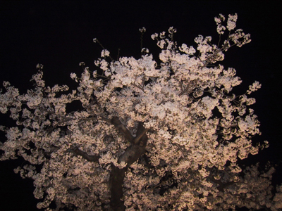宵桜。