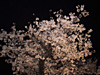 宵桜。