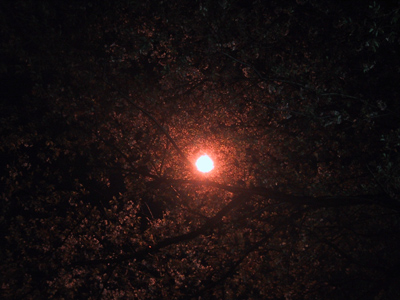 夜桜、茗荷谷にて。