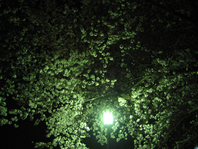 夜桜、もいっちょ。