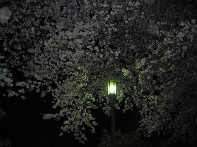 夜桜、茗荷谷にて。
