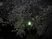夜桜、茗荷谷にて。